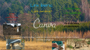 lince ibérico